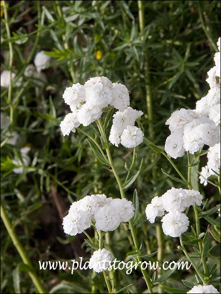 The double, domed flowers almost have a fluffy appearance.